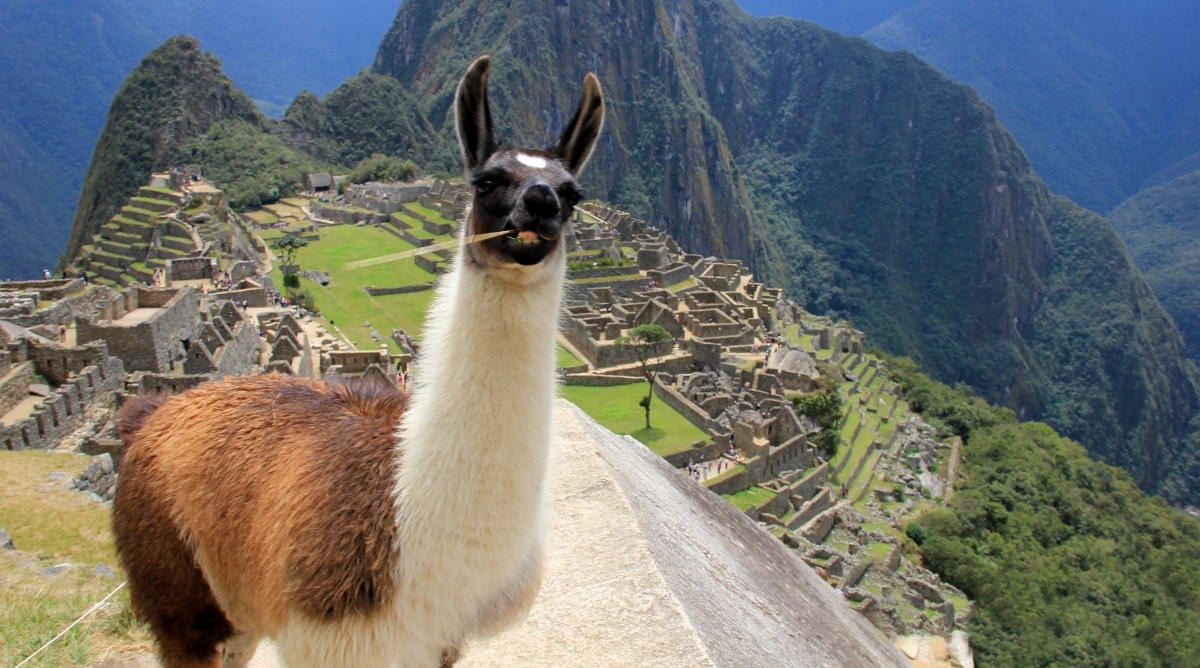 What's the Difference Between Llamas and Alpacas?