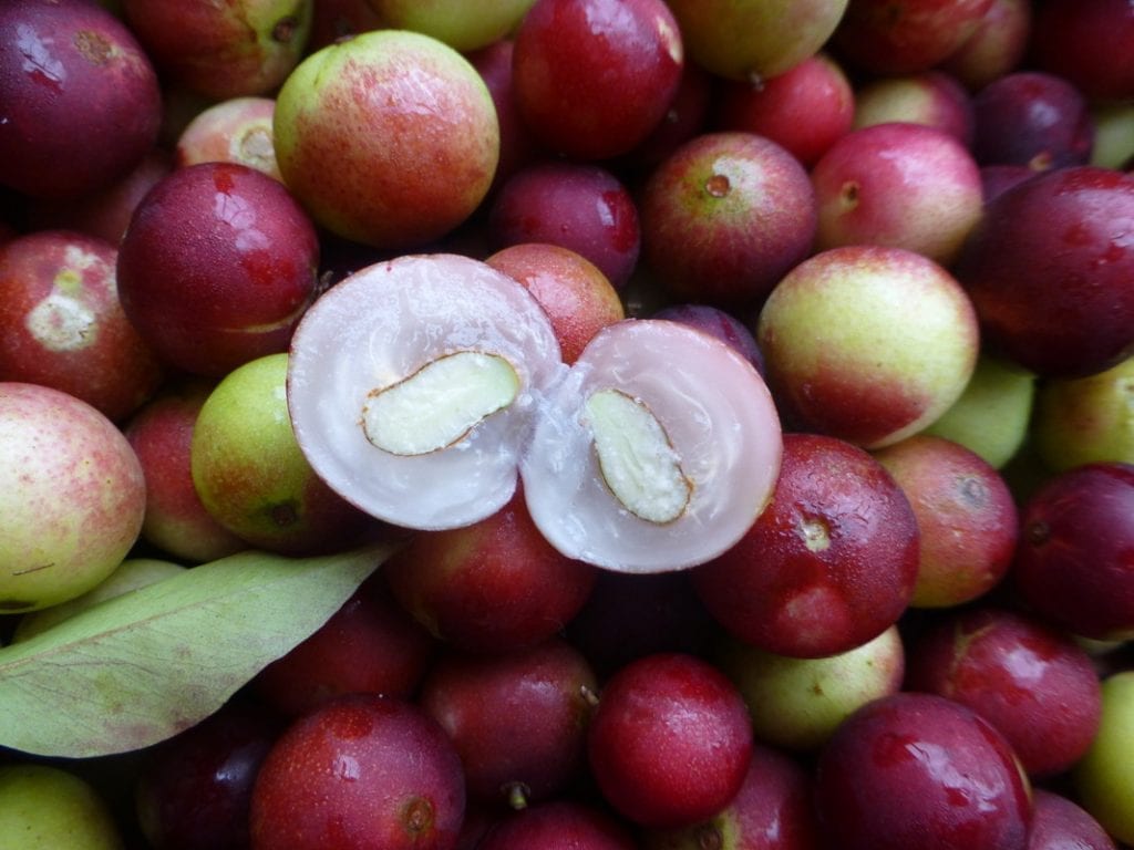 Camu Camu Peru