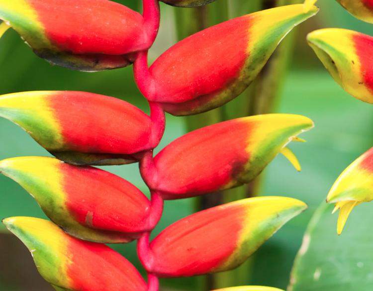 10 Plants That Live In The Amazon Rainforest - Marti Shaylah