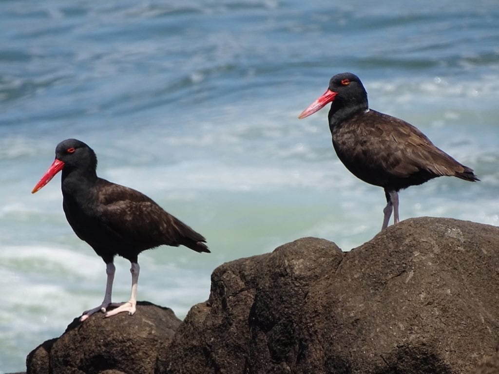 Blackish Oystercatcher in Paracas
