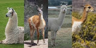 What Is The Difference Between Llamas and Alpacas? - Journey Machu