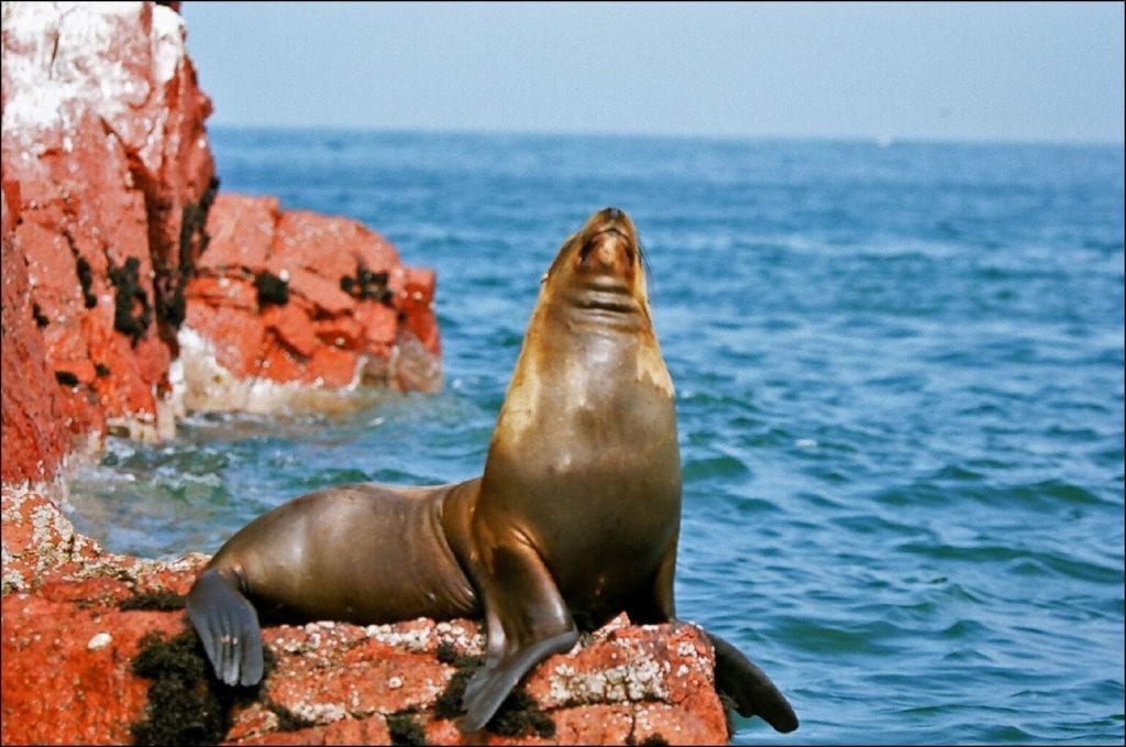 Peruvian Sea Lion in Paracas