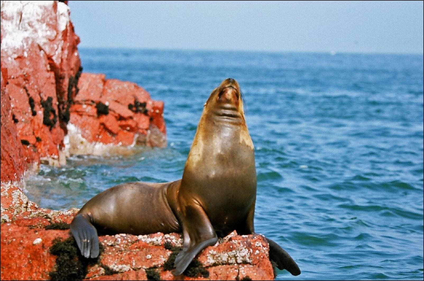 Ballestas Islands