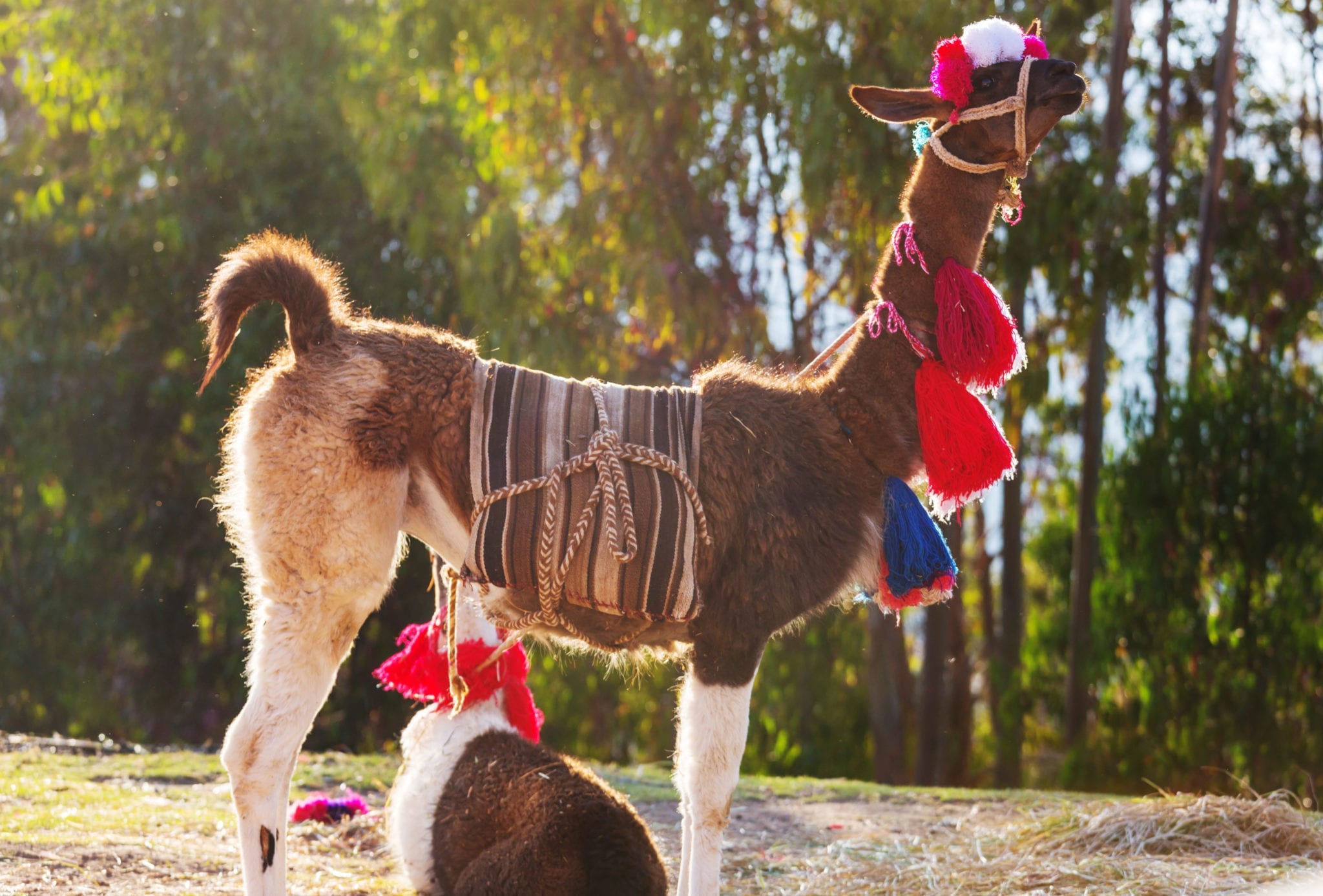 What Is The Difference Between Llamas and Alpacas? - Journey Machu Picchu