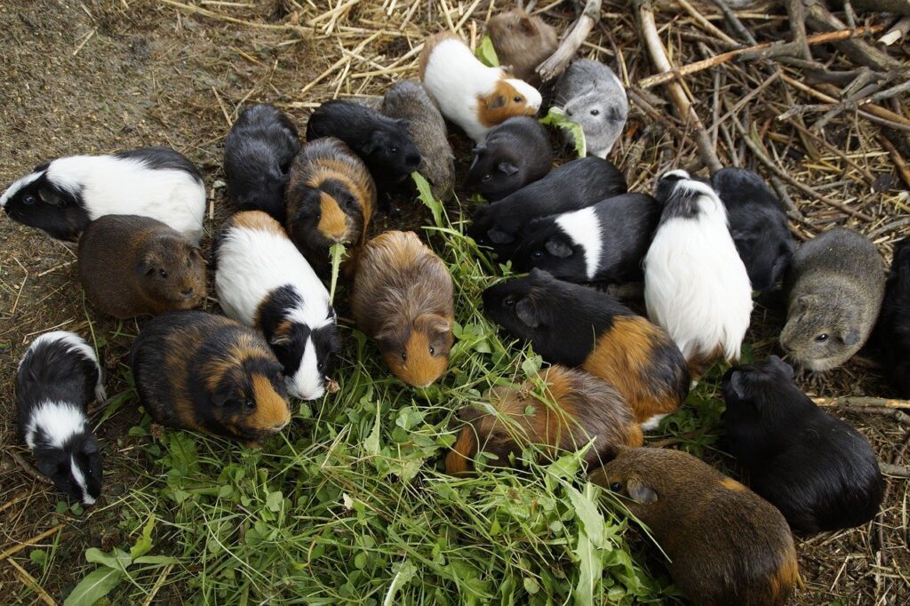 The Peruvian Guinea Pig