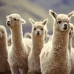 llamas and alpacas