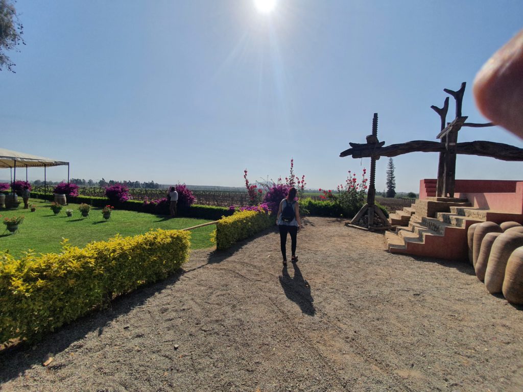 Tacama Vineyard in Ica