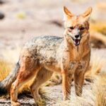 The Andean fox