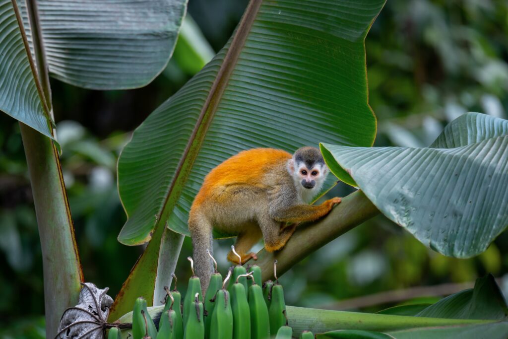 Amazon Rainforest Squirrel Monkey